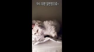 KOREAN BJ 2019102307
