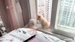 KOREAN BJ 2019112402 Afreecatv part 3