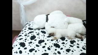 KOREAN BJ 2019051308