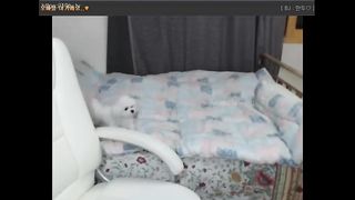 KOREAN BJ 2019060509