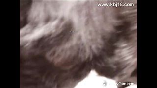 KOREAN BJ 2016122405