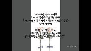 KOREAN BJ 2017083007 Flo0928 part 2