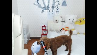 KOREAN BJ 2017090902