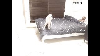 KOREAN BJ 2017092306