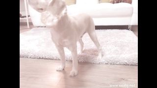 KOREAN BJ 2017112301