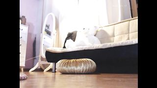 KOREAN BJ 2017121005