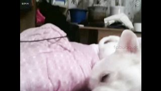 KOREAN BJ 2017122207