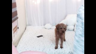 KOREAN BJ 2018052601